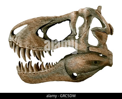 Tyrannosaurus rex crâne isolé sur fond blanc Banque D'Images