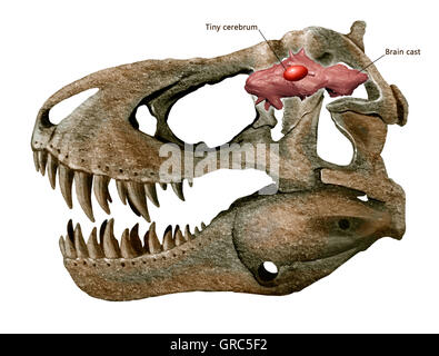 Tyrannosaurus rex le crâne et cerveau isolé sur fond blanc Banque D'Images