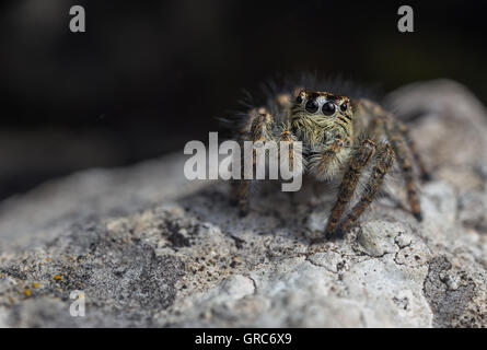 Thomisidae Litoria brevipes, Femme Banque D'Images