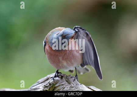 Chaffinch Dressing Up Banque D'Images