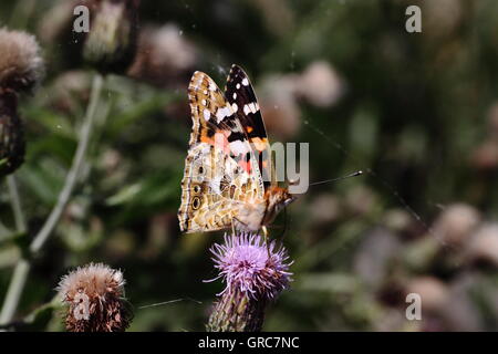 Belle Dame sur Thistle Banque D'Images