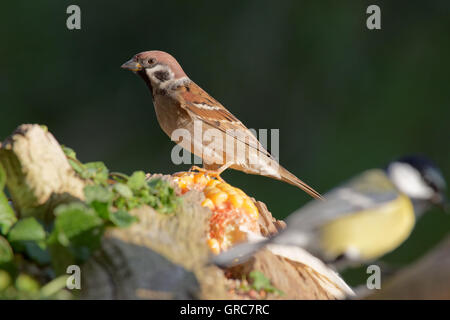 Sparrow à la recherche de nourriture Banque D'Images