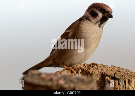 Sparrow à la recherche de nourriture Banque D'Images