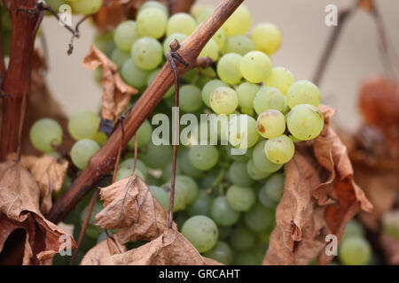 Ripe Green grappes suspendues sur une vigne d'automne Banque D'Images