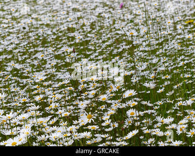 Nombreuses fleurs Marguerites dans un pré Banque D'Images