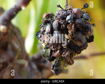 Les raisins noirs surmûris sur la vigne, Pourriture Noble Banque D'Images