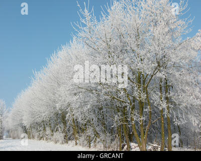 En hiver Avenue Banque D'Images