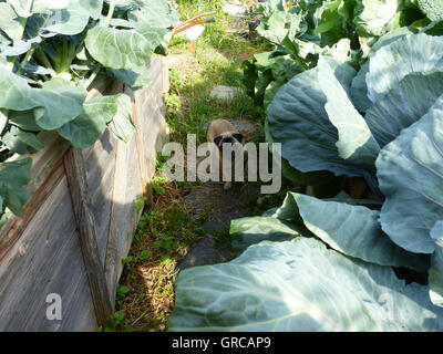 Le PUG entre deux lits surélevés avec du chou dans le jardin Banque D'Images