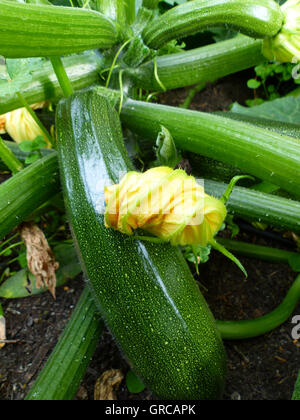 Courgettes dans un lit de légumes Banque D'Images