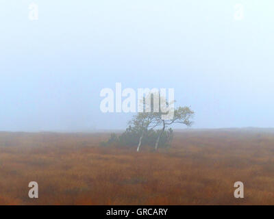 Arbre dans un brouillard sur le Hornisgrinde, Moor dans la Forêt-Noire, Bade-Wurtemberg, Allemagne, Europe Banque D'Images