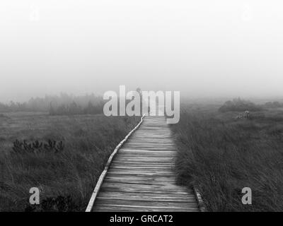 De manière sûre à travers la lande sur un journal chemin pavé, Hornisgrinde, Forêt Noire, Allemagne, Europe Banque D'Images