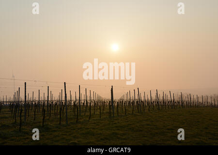 Vineyard tôt le matin dans la région de Hesse rhénane, Rheinland-pfalz, Allemagne Banque D'Images