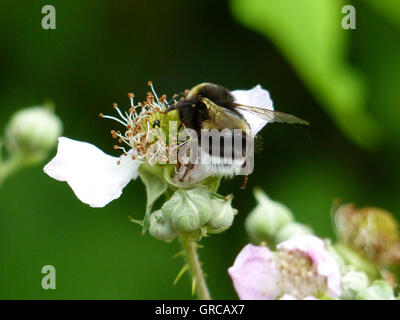 Bumblebee à fleur de Blackberry Banque D'Images