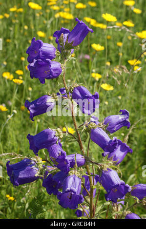 Bellflower, Campanula Banque D'Images