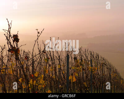 Tôt le matin dans la région de vin, vignoble d'automne Hesse rhénane, Rhénanie-Palatinat, Allemagne, Europe Banque D'Images