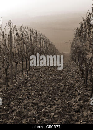 Tôt le matin dans la région de vin, vignoble d'automne Hesse rhénane, Rhénanie-Palatinat, Allemagne, Europe Banque D'Images