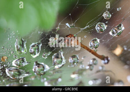 Perles d'eau dans une toile d'Araignée Banque D'Images