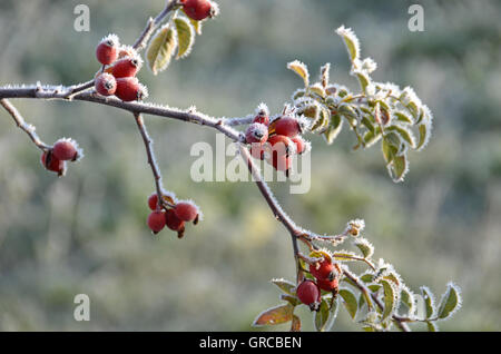 Givre sur l'églantier Banque D'Images