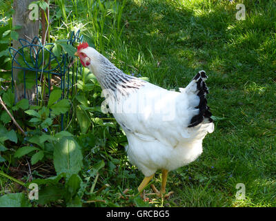 Poule Sussex blanc, lumière dans le jardin Banque D'Images