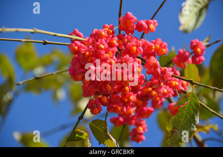 Fusain d'Europe Euonymus europaeus, arbre Banque D'Images