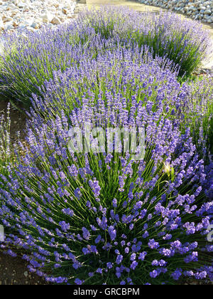 La lavande vraie, Lavandula angustifolia Banque D'Images