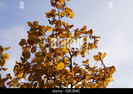 De couleur jaune d'automne Hazel Bush Banque D'Images