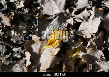 Feuille d'hêtre jaune d'automne au milieu de feuillage de chêne brun Banque D'Images