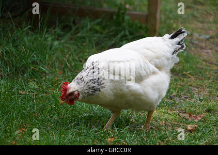 Poule Sussex blanc, lumière dans le jardin Banque D'Images