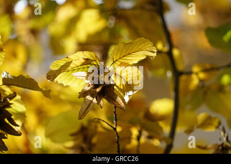 Beech Tree avec faines en automne, Fagus Banque D'Images