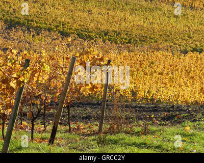 L'automne dans le vignoble de Hesse rhénane, Allemagne Banque D'Images