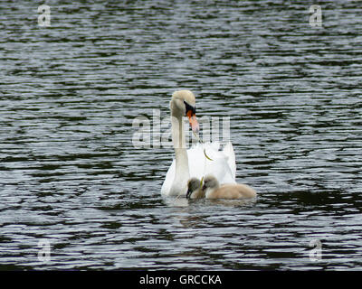 Une maman cygne sur l'eau avec ses deux petits Gosling, les oisillons sont sur une semaine Banque D'Images