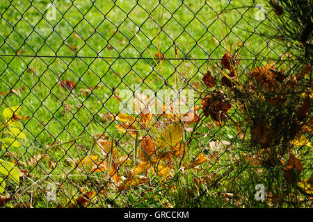 Feuilles d'automne sur Chain-Link Fence Banque D'Images