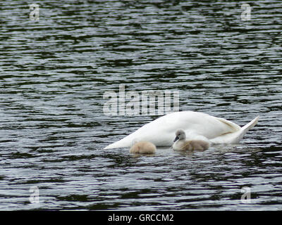 La tête dans l'eau, maman Swan est à la recherche de la nourriture pour ses deux poussins d'une semaine Banque D'Images