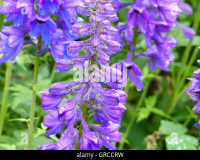 Aconit, Monkshood, Aconitum napellus, plante toxique Banque D'Images