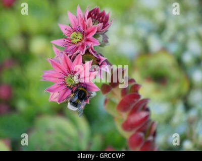 Bourdon sur une fleur succulentes Banque D'Images