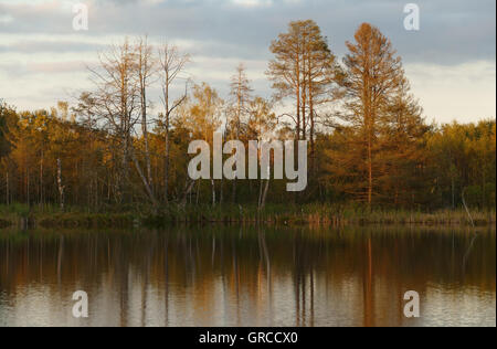 En automne Schwenninger Moss Banque D'Images