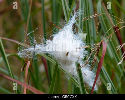 Tussock Linaigrettes Dans Moor Eriophorum vaginatum Banque D'Images