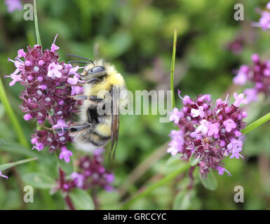 Abeille sur thym en fleurs Banque D'Images