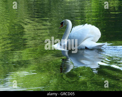 Piscine sur un lac des cygnes Banque D'Images