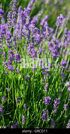 La lavande vraie, Lavandula angustifolia Banque D'Images