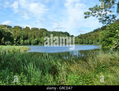 Maar dans Eifel, Holzmaar, Rhénanie-Palatinat Banque D'Images