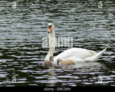 Une maman cygne sur l'eau avec ses deux petits Gosling, les oisillons sont sur une semaine Banque D'Images