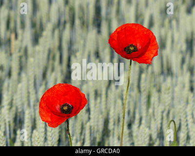 Deux Fleurs de pavot rouge dans un champ de maïs, Papaver rhoeas Banque D'Images