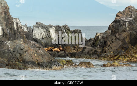 Le Rookery lions de mer de Steller. Dans l'île de l'océan Pacifique près de la péninsule du Kamtchatka. Banque D'Images