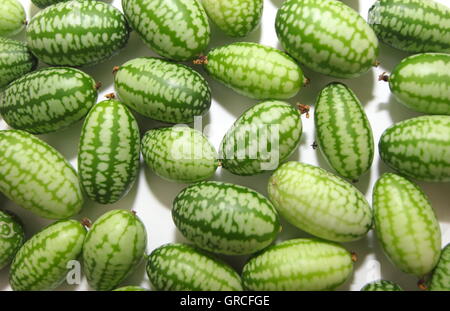 Cucamelons fraîchement cueillies, un cépage de vigne d'Amérique centrale de taille moyenne de dégustation de fruits concombre et citron vert, England UK Banque D'Images