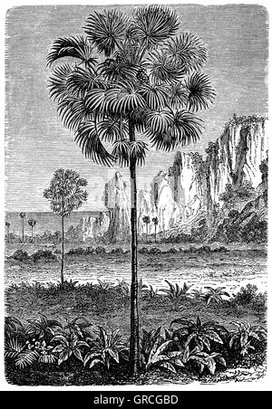 Palmyre asiatique, Palm, Palm toddy ou sucre de palme sur Ceylan beach Banque D'Images