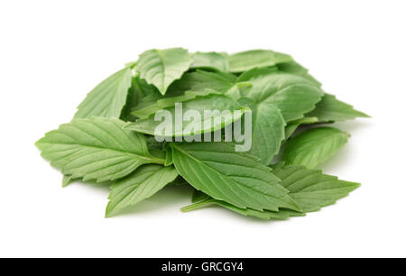 Tas de feuilles de basilic frais isolated on white Banque D'Images