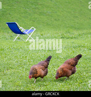 Poulet et chaise longue sur Pré Vert Banque D'Images