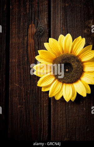 Le Tournesol artificiel Fleur le mur en bois foncé Banque D'Images