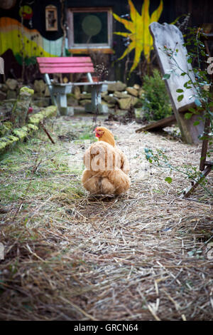 Orpington poulets dans le jardin Banque D'Images